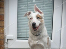 Stryda - 5.5 years, special home needed