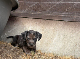 Cocker spaniel x Jack Russell&rsquo;s