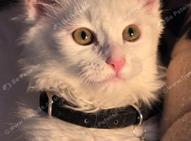 Female kitten