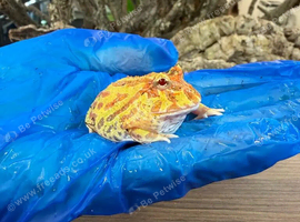 Pac Man Frogs Various Morphs