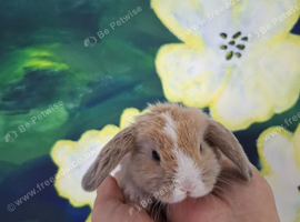 Adorable Mini Lop Bunnies