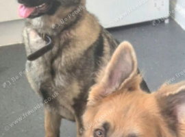German shepherd pure bread pups