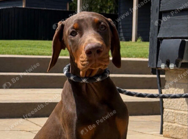 European Dobermans