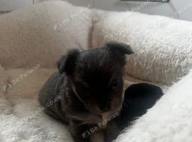 Baby girl chihuahua