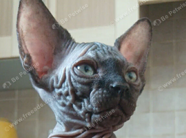canadian sphynx