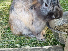 Lion head boy 8 months old