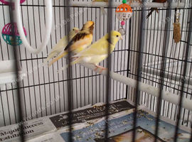 Beautiful Mixed Canaries