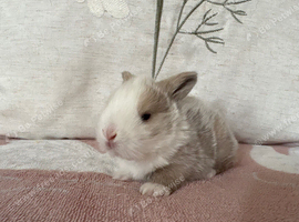 Baby mini lops