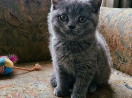 Stunning Russian Blue Type Kitten &ndash; Reserve Now (Ready in 4 Weeks)