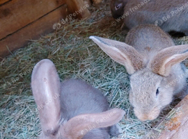 4 giant bunnies ready to go