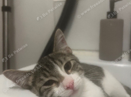 Beautiful Tabby & White Male Kitten &ndash; Loving Home Wanted ️