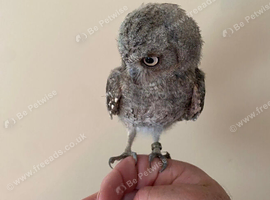 European scops proven and this years young