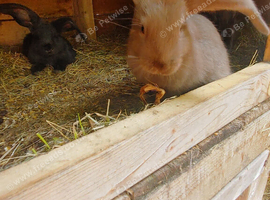 2 rabbits for sale mixed with continental