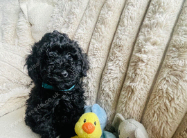 Toy Poodle Puppies