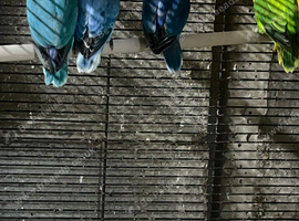 Lovebirds For Sale