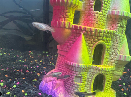 Guppies 6 weeks old &pound;1 each