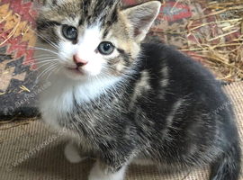 Gorgeous kittens