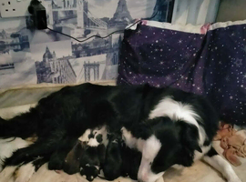 Puppies for sale