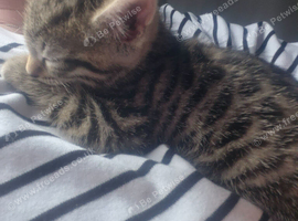 9 week old kitten