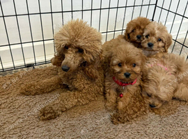 Adorable Cavapoo