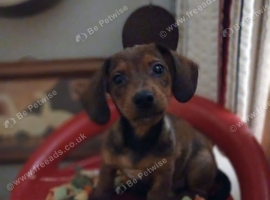 Jackhound Puppies