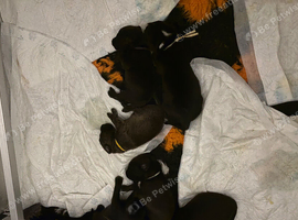Springador mix pups ready 16/12/2026