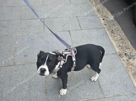 Staffy x micro bully