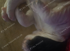 English springer spaniel