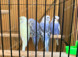 Baby budgies