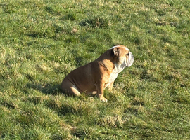 Loving sensitive girl seeks forever home