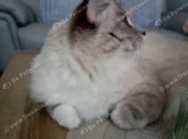 Beautiful pure ragdoll