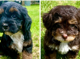 2 LEFT!! TINY TOY MALTIPOO&rsquo;S  Health tested parents