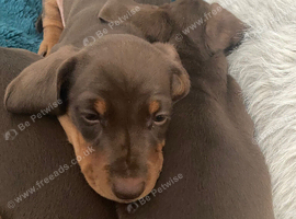 Miniature dachshund