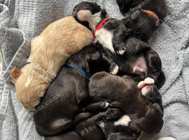 Beautiful French Bulldog &times; Cockapoo Puppies