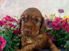 English Cocker Spaniel
