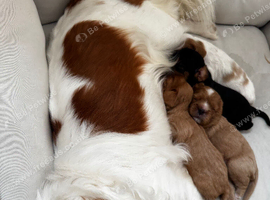 Cavalier King Charles spaniel puppies health tested parents