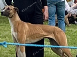 Lurcher pups