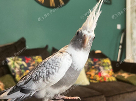Young male pearl cockatiel
