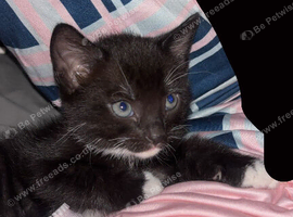 Black kitten