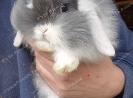 Mini lop babys and mini lion lop babys