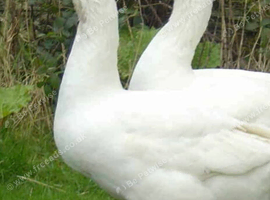 Geese wanted