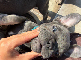 Frenchie for sell