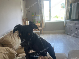 Lurcher x husky puppies for sale