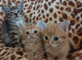 Gorgeous kittens