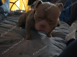 MALE MINI POCKET BULLY