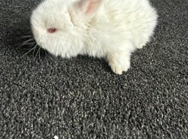 Rabbits