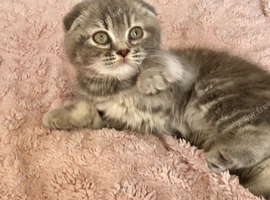 (READY NOW) BEAUTIFUL SCOTTISH/BSH MARBLE GIRL KITTEN