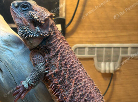 complete bearded dragon setup with dragons
