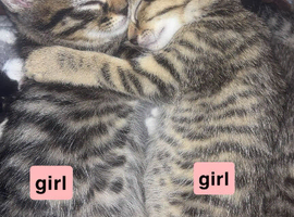 kittens &pound;60