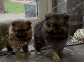 Gorgeous Pomeranian puppies for sale